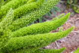 10 EMERALD ASPARAGUS FERN A. Densiflorus Mazeppa Houseplant Flower Seeds