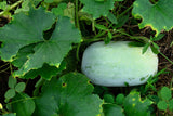 20 WAX GOURD Winter Melon White Ash Benincasa Hispida Vegetable Seeds