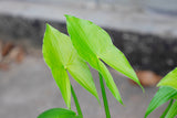 500 White Broadleaf ARROWHEAD Sagittaria Latifolia POND WETLAND Flower Seeds