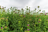 100 ORGANIC Blessed MILK THISTLE Silybum Marianum Hummingbird Purple Flower Seeds