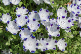 750 FIVE SPOT Nemophila Maculata White & Purple Flower Seeds