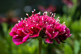 50 SEA THRIFT Armeria Maritima California Sea Pink Cliff Rose Cushion Pink Lavender Native Maritime Flower Seeds