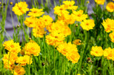 1000 YELLOW SAND COREOPSIS Lanceolata Lanceleaf Tickseed Flower Seeds