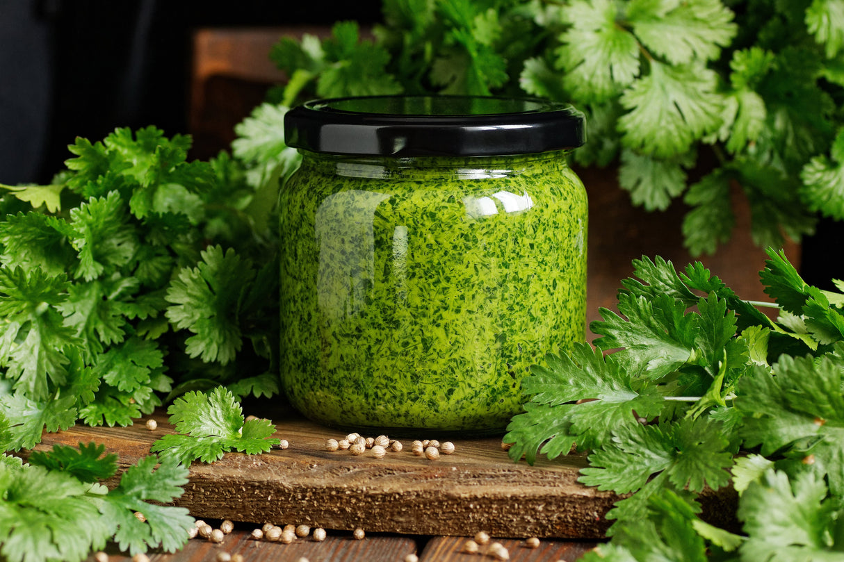 250 LEISURE CILANTRO / CORIANDER Coriandrum Sativum Herb Vegetable Seeds