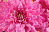 50 Mixed Colors INDIAN CHRYSANTHEMUM Indicum Hardy Mum Double Red Yellow Pink Orange Purple Bicolor Flower Seeds
