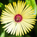 100 Gelato YELLOW ICE PLANT Mesembryanthemum Daisy Livingstone Succulent Flower Seeds