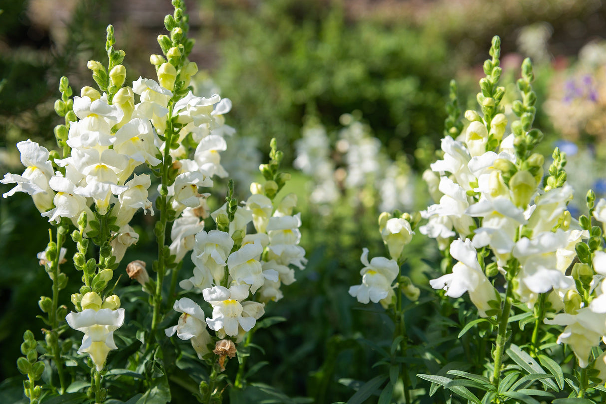 250 WHITE SNOWFLAKE SNAPDRAGON Antirrhinum Majus Flower Seeds