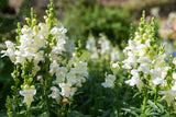 250 WHITE SNOWFLAKE SNAPDRAGON Antirrhinum Majus Flower Seeds