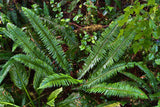 1500 Western SWORD FERN Giant Holly Swordfern Polystichum Munitum Aspidium Solitarium Spores Seeds
