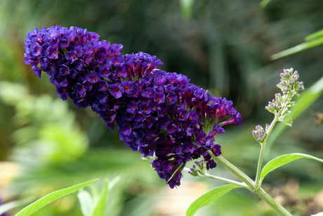50 Dark PURPLE BUTTERFLY BUSH Buddleja Davidii Hummingbird Shrub Fragrant Flower Seeds