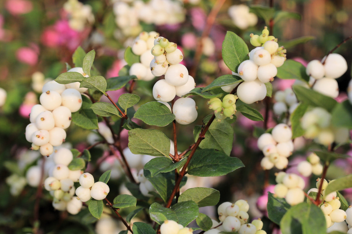 25 COMMON SNOWBERRY - WHITE Berries Pink Flowers Symphoricarpos Alba Shrub Seeds