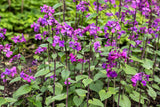 100 LUNARIA Biennis ( MONEY PLANT / Silver Dollar / Honesty / Moonwort / L Annua ) Flower Seeds