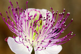 20 CAPER BUSH Edible Capers Flinders Rose Flower Capparis Spinosa Shrub Seeds
