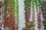 10 BOSTON IVY ( Bostonian Ivy / Wall Ivy ) Parthenocissus Tricuspidata Veitchii Vine Flower Seeds