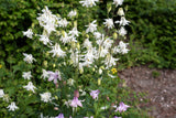50 MCKANAS GIANT COLUMBINE Mixed Colors Aquilegia Hybrida Flower Seeds