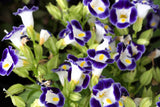 10 KAUAI MIX TORENIA Fournieri Sun or Shade Wishbone Flower Seeds - Mixed Colors 2 Tone Blue Red Pink