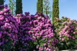 50 Rosebay RHODODENDRON Maximum White Pink Laurel Bush Shrub Flower Seeds
