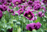 1000 HUNGARIAN BREADSEED POPPY Papaver Somniferum Purple Blue Flower Seeds