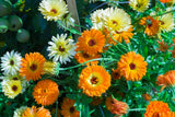 500 Mixed Colors FANCY MIX Pot MARIGOLD Calendula Officinalis Flower Seeds