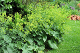 100 LADYS MANTLE Alchemilla Mollis Flower Seeds