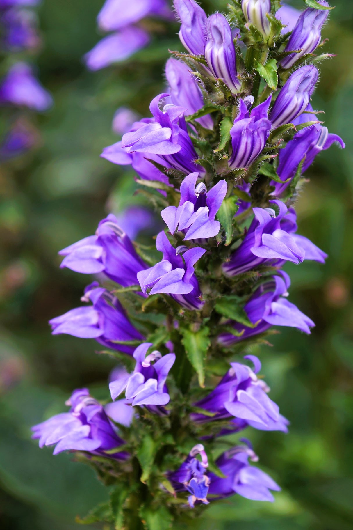 500 GREAT BLUE LOBELIA Lobelia Siphilitica Flower Seeds