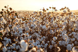 25 WHITE COTTON Gossypium Hirsutum Plant Seeds