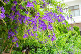 10 GOLDEN DEWDROP Duranta Erecta Repens Golden Foliage Blue Violet Purple White Flower Orange Ornamental Berry Shrub Seeds