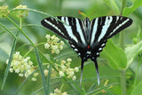 20 WHITE WORLED (Horesetail) MILKWEED Asclepias Verticillata Flower Seeds