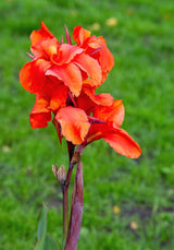5 ORANGE CANNA LILY Indian Shot Arrowroot Canna Indica Flower Seeds