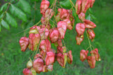 10 DWARF GOLDEN RAIN TREE Koelreuteria Paniculata Nana Yellow Flower Seeds