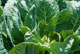 1000 GEORGIA COLLARDS (SOUTHERN or Walking Collards) Collard Greens Brassica Oleracea Acephala Vegetable Seeds