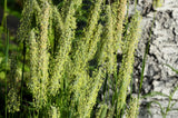 500 DERBY TIMOTHY GRASS Ornamental Phleum Pratense Seeds