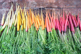 500 RAINBOW CARROT MIX White Red Yellow Purple Orange Daucus Carrota Seeds