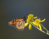 250 Wingstem / YELLOW IRONWEED Verbesina Alternifolia Flower Seeds