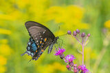 100 MISSOURI IRONWEED Monarch Flower Native Purple Vernonia Missurica Seeds