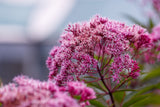 20 HEMP AGRIMONY Eupatorium Cannabinum Raspberries & Cream Flower Seeds