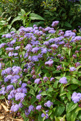 100 PURPLE MISTFLOWER (Hardy or Wild Ageratum) Eupatorium Coelestinum Blue Flower Seeds