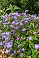 50 Mixed Colors JOE PYE WEED Eupatorium Maculatum Flower Seeds