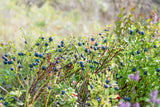 20 Common BILBERRY Fruit Shrub European Blueberry Vaccinium Myrtillus Seeds