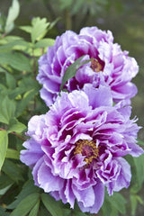 10 TREE PEONY Mountain Paeony Paeonia Suffruticosa Arborea Mixed Colors Red Pink White Purple Yellow Bicolor Flower Shrub Seeds