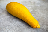 50 Early PROLIFIC STRAIGHTNECK SQUASH Yellow Summer Bush Heirloom Seeds