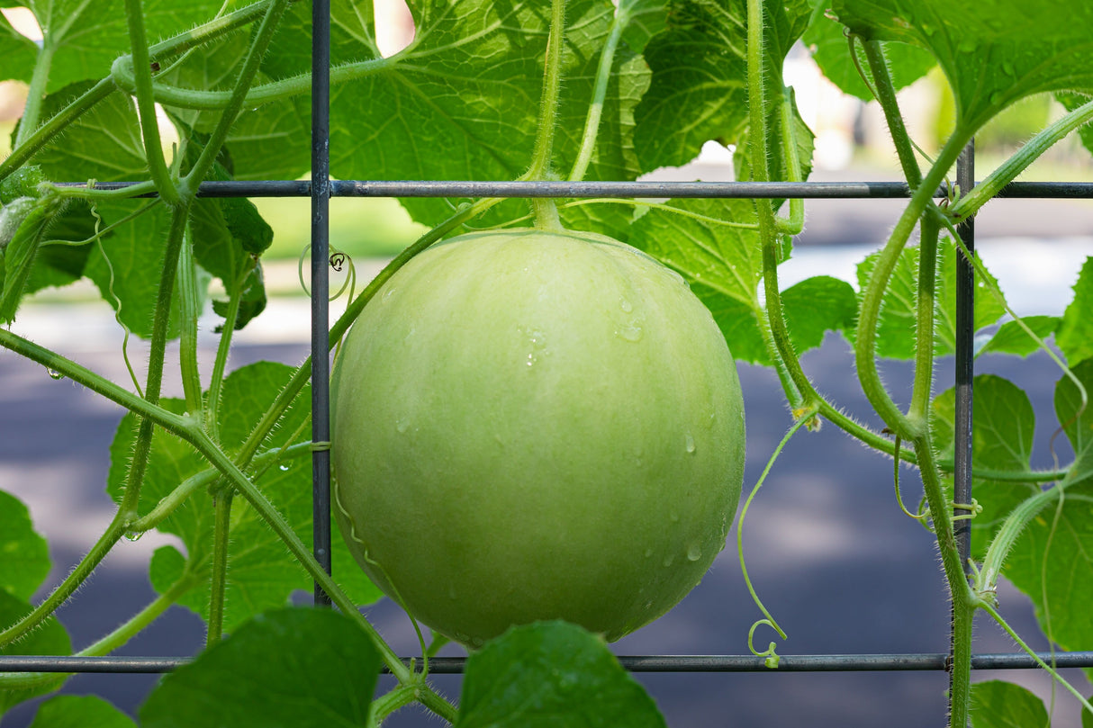 150 HONEYDEW GREEN FLESH Cucumis Melo Inodorus Melon Fruit Seeds
