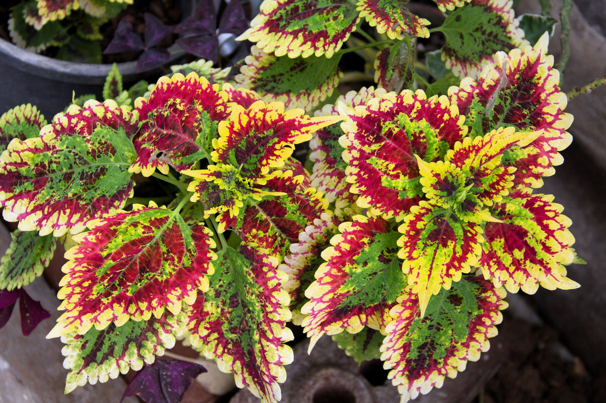 100 Mixed Colors COLEUS RAINBOW MIX Shade Houseplant Solenostemon Flower Seeds