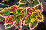 100 Mixed Colors COLEUS RAINBOW MIX Shade Houseplant Solenostemon Flower Seeds