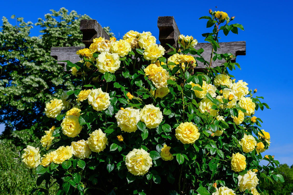 5 YELLOW ROSE Rosa Bush Shrub Perennial Flower Seeds