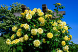 5 YELLOW ROSE Rosa Bush Shrub Perennial Flower Seeds