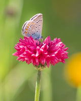 750 Red BACHELOR'S BUTTON / CORNFLOWER Centaurea Cyanus Flower Seeds