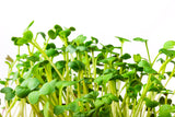 500 JAPANESE MINOWASE RADISH Huge Daikon White Raphanus Sativus Vegetable Seeds