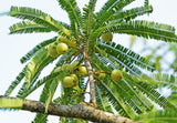 10 INDIAN GOOSEBERRY Phyllanthus Emblica Emblic Edible Fruit Tree Seeds