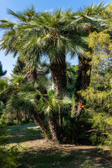 5 COMMON WINDMILL PALM Trachycarpus Fortunei Hardy Chusan Palm Tree Sun Shade Houseplant Seeds